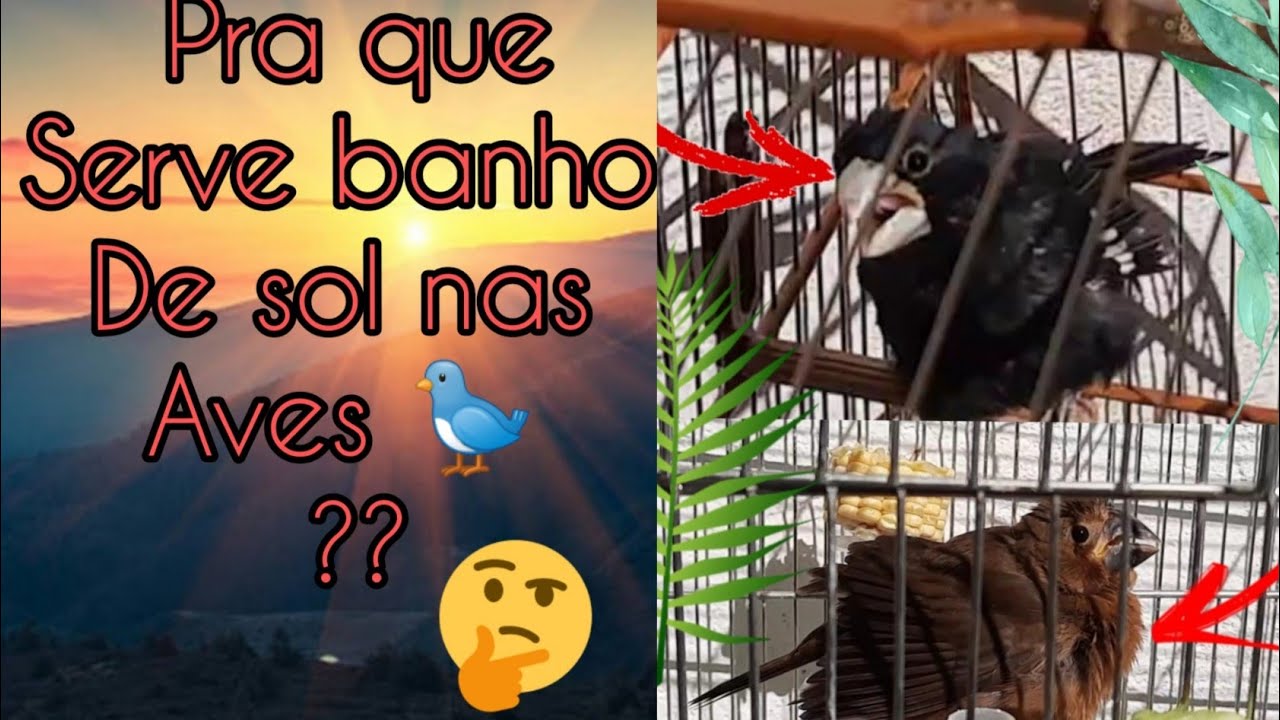 PARA QUE SERVE O BANHO DE SOL  NAS AVES ?