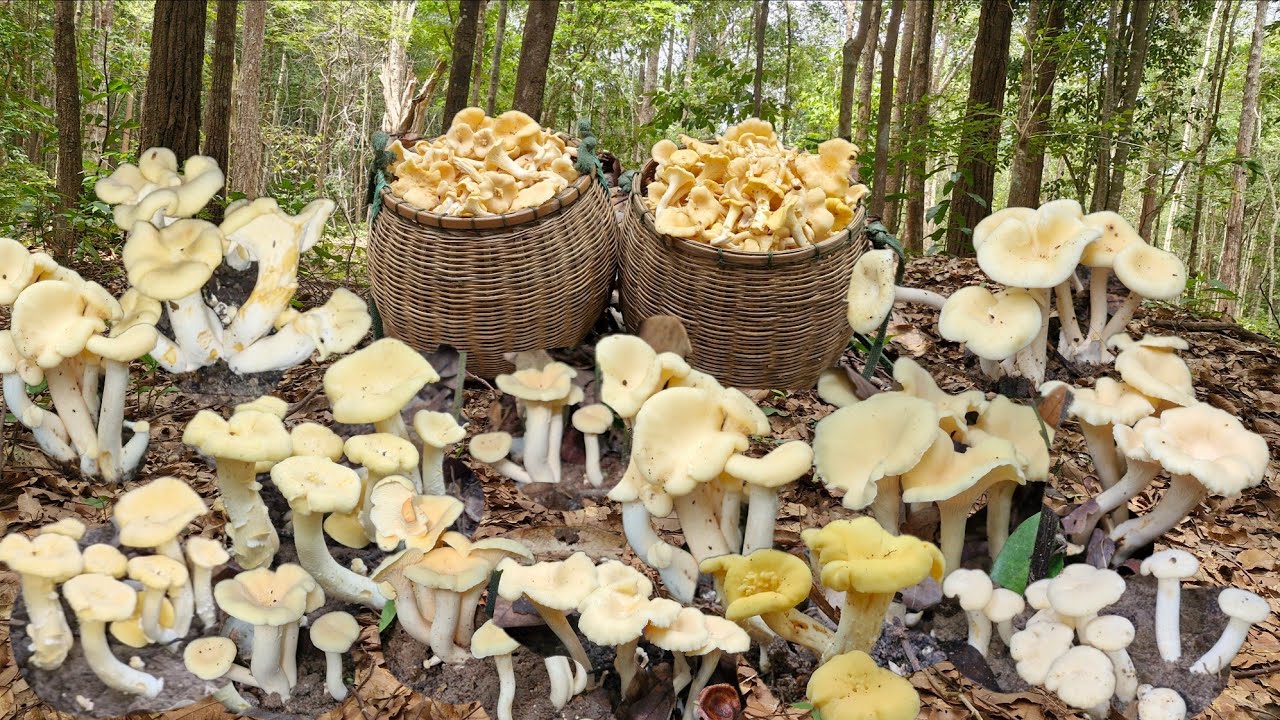 วันนี้ขึ้นเขาหาเก็บเห็ดมันปูป้าดๆหยุดขึ้นเขาวันเดียวมารอบนี้เกิดเยอะมากเก็บจนเมื่อยมือหมานเป็นหาบ