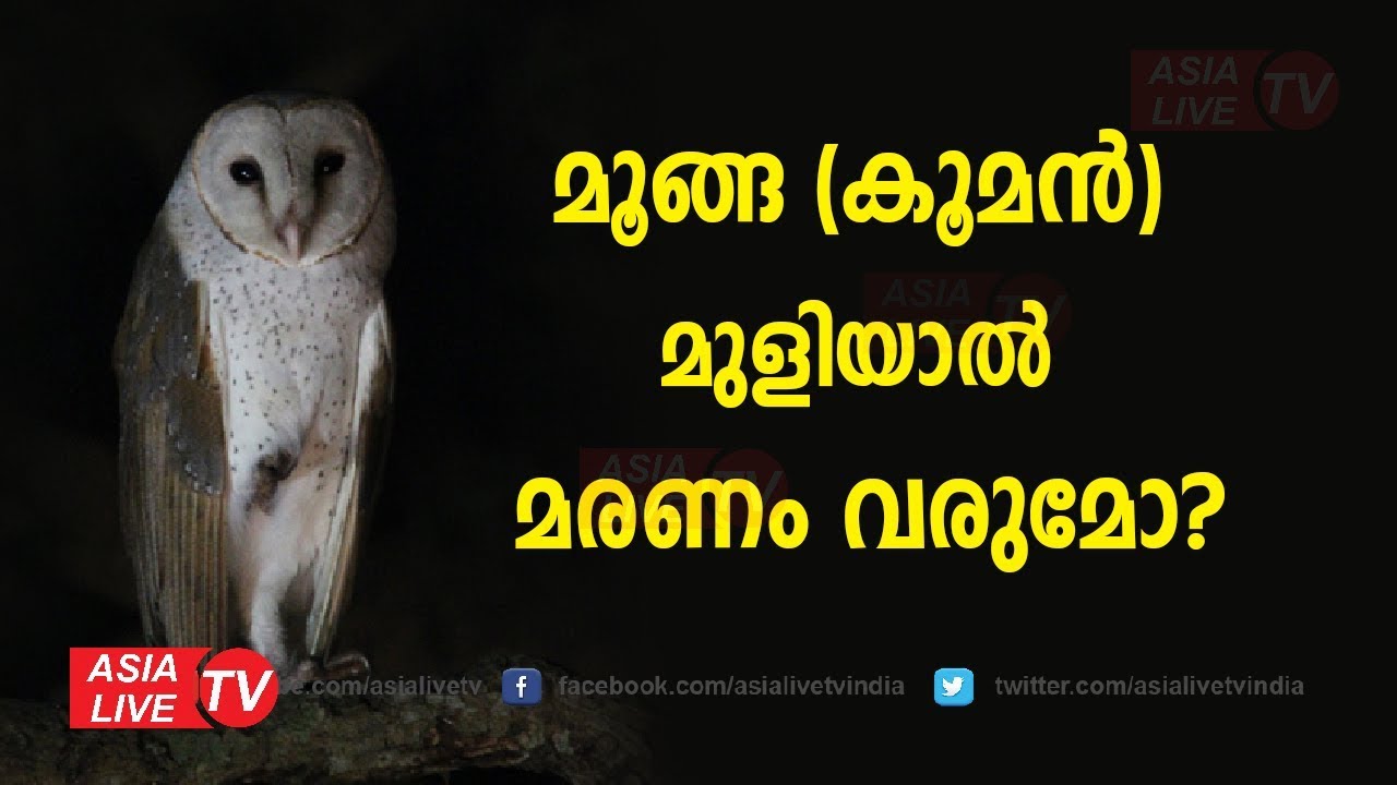മൂങ്ങ (കൂമൻ) മുളിയാൽ മരണം വരുമോ | 9567955292 | Asia Live TV Malayalam Astrology