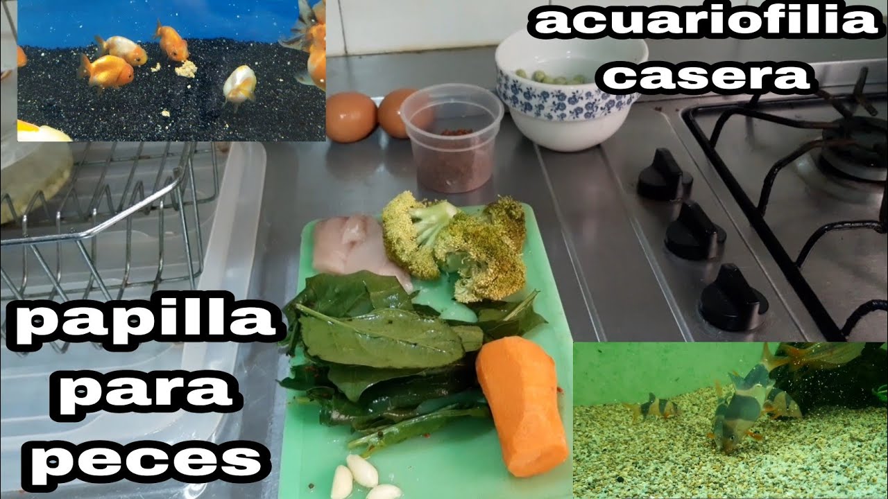 papilla casera fácil económica para todo tipo de peces.