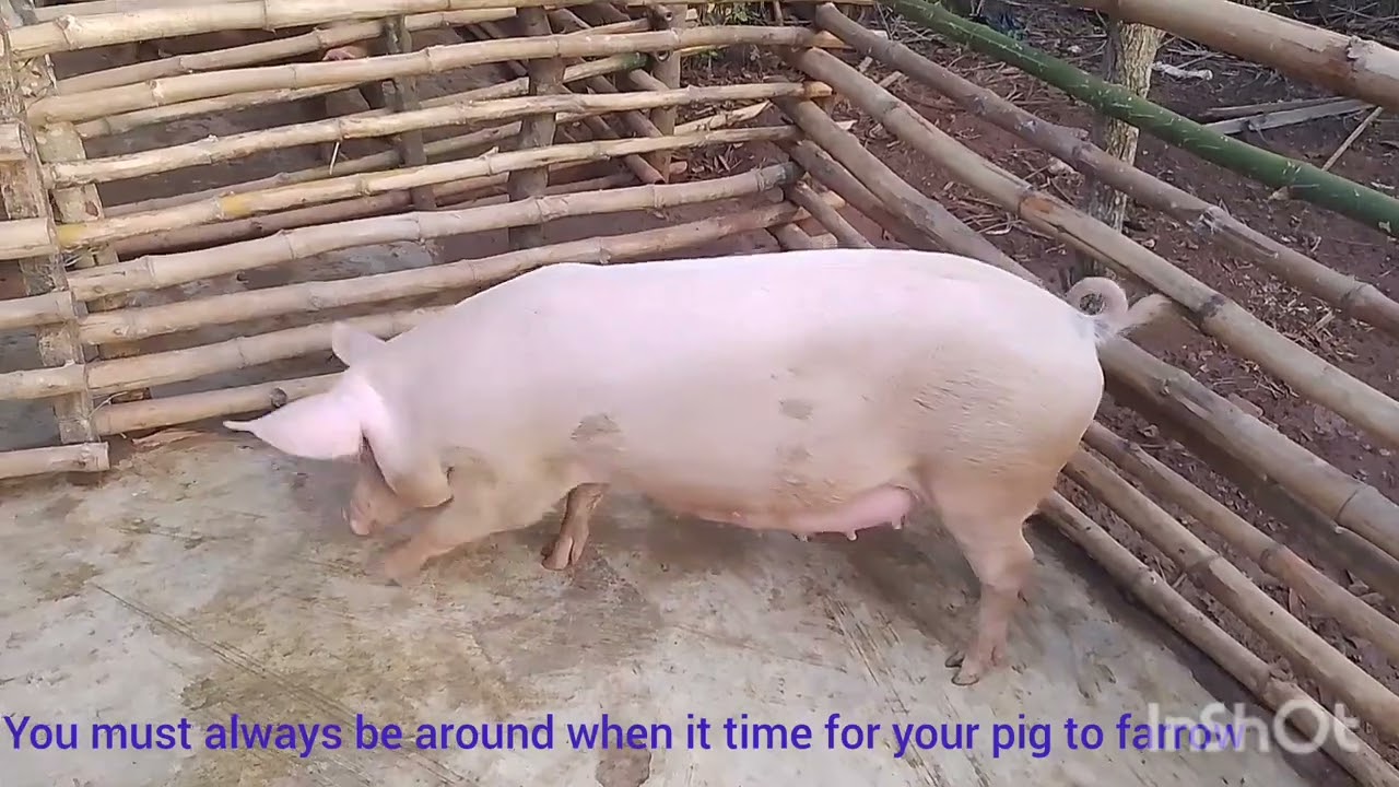 How to know your pregnant pig will farrow today