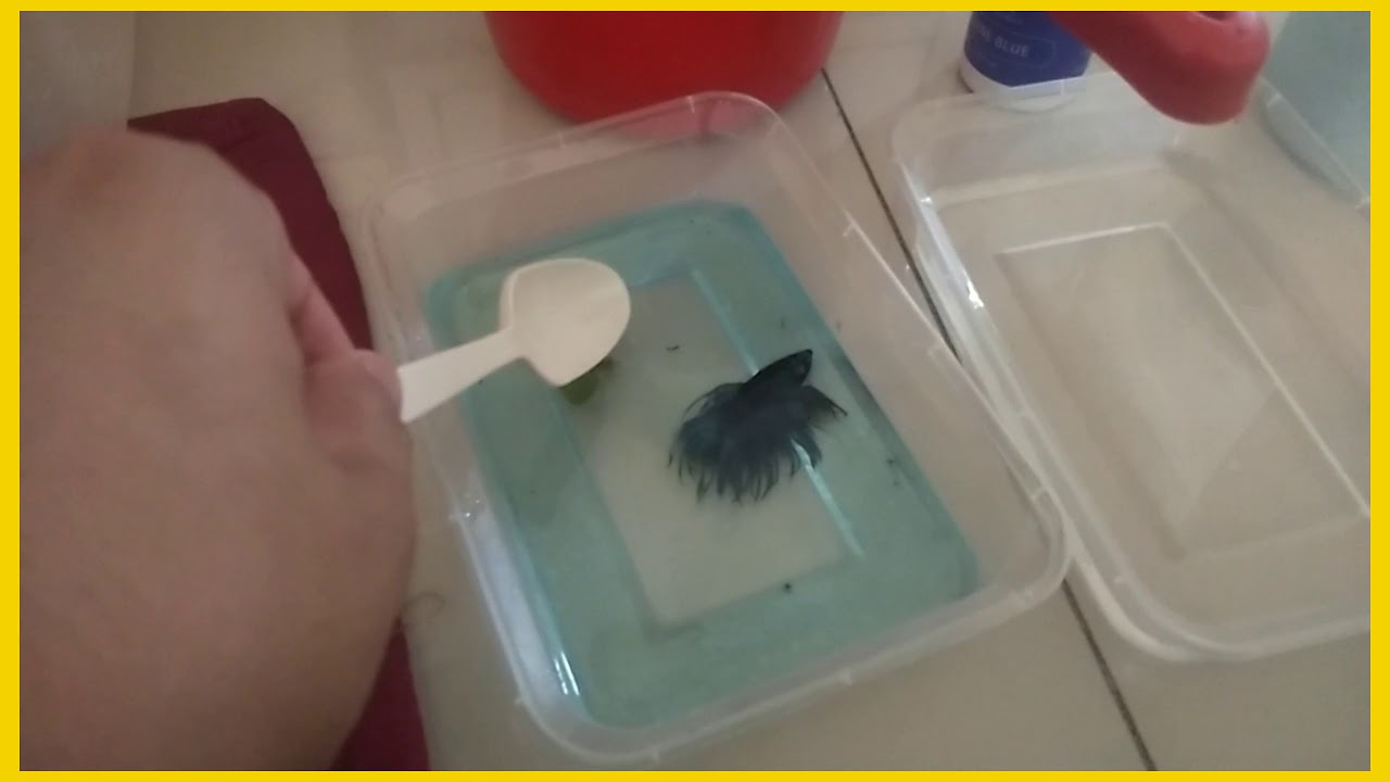 HOW TO HOSPITALIZED YOUR BETTA FISH )Salt Dip your betta)