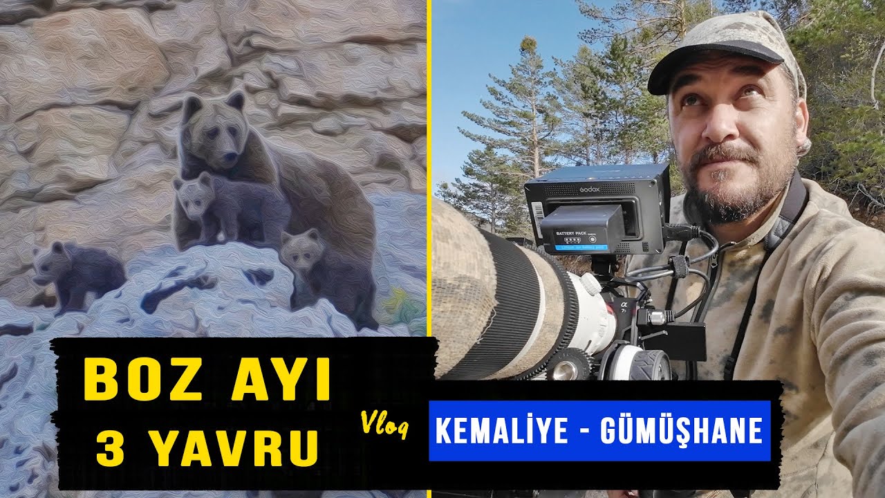 Boz ayı ve Üç Yavrusunu Görüntüledik Kemaliye Gümüşhane Vlog