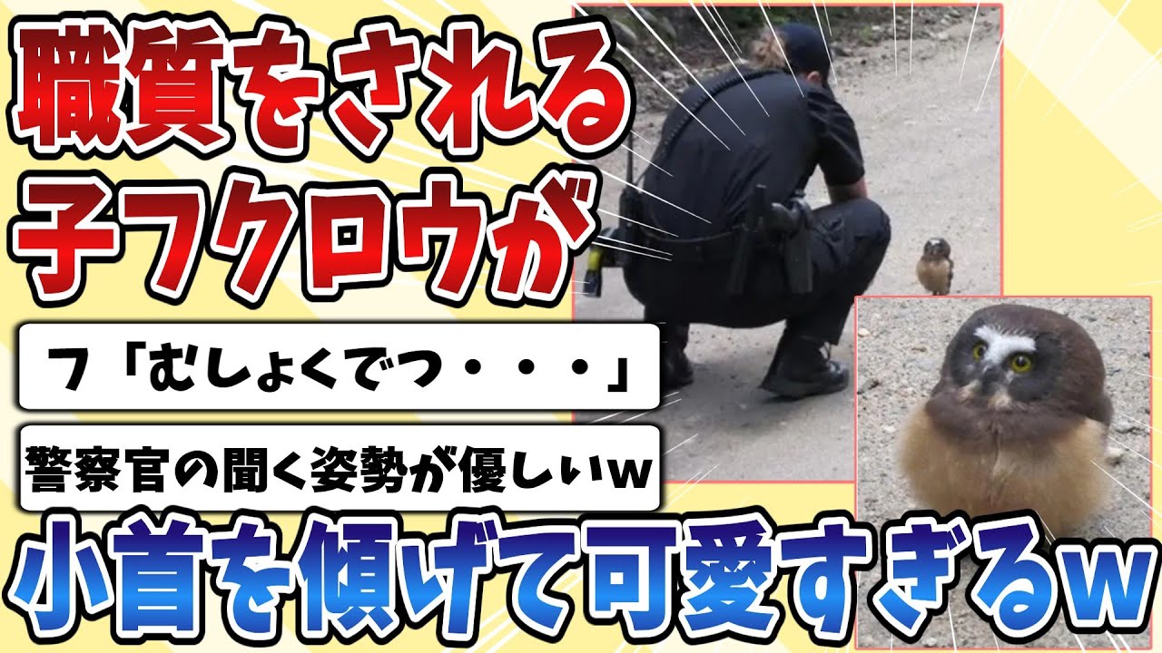 【2ch動物スレ】警察官に職質を受ける迷子の子供【フクロウ】がよく分かってなくて小首を傾げてる姿が可愛すぎると話題にｗｗｗ
