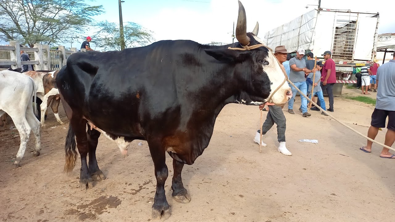 FEIRA DE GADO EM CAMPINA GRANDE-PB LOTADA 10/01/2024