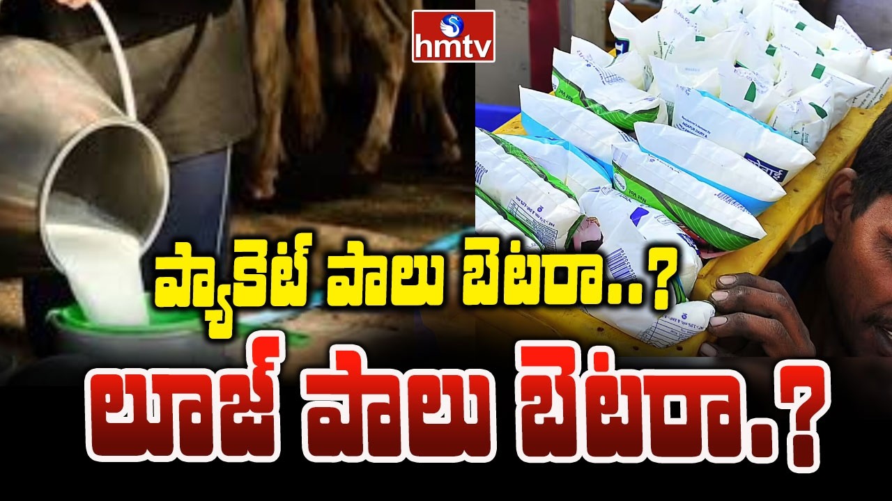 To The Point : ప్యాకెట్ పాలు బెటరా..?లూజ్ పాలు బెటరా..| Best Milk To Drink | hmtv