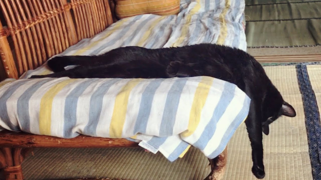 【まったり猫時間】昼寝は猫のたしなみ Sleepy cat