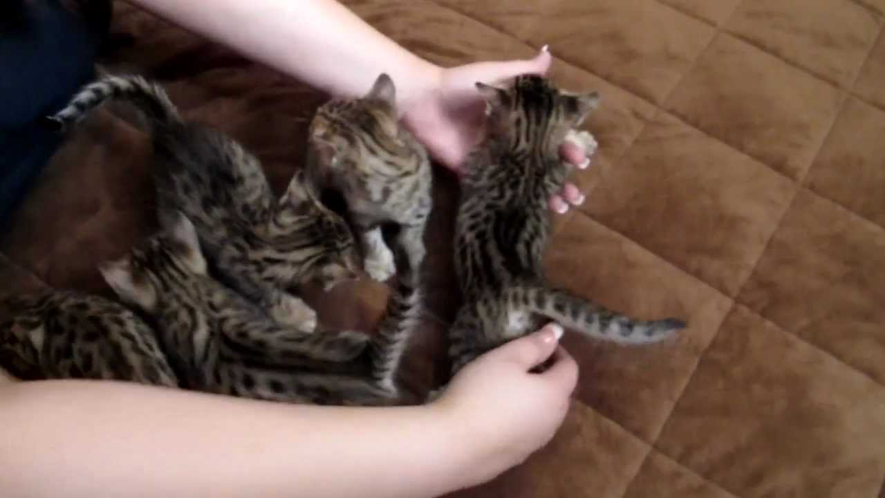 Kanya's F5 Savannah Kittens - Watch us Grow! - Savannah Cats - WildTafari.com