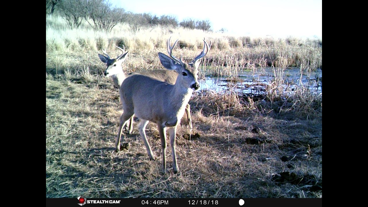 Trail Cam Journey, эпизод 5: Пастбища