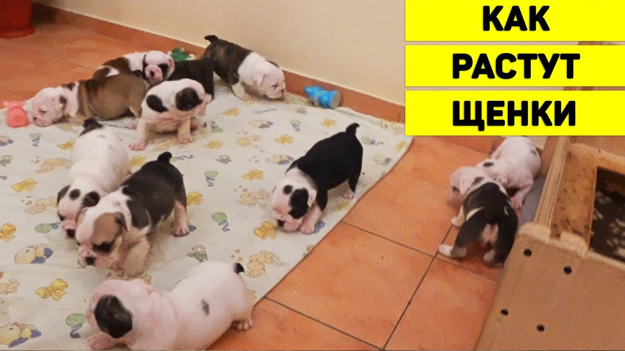 Как растут щенки? 11 щенков Английского Бульдога с Рождения до 1,5 мес. Спят, едят и начинают ходить