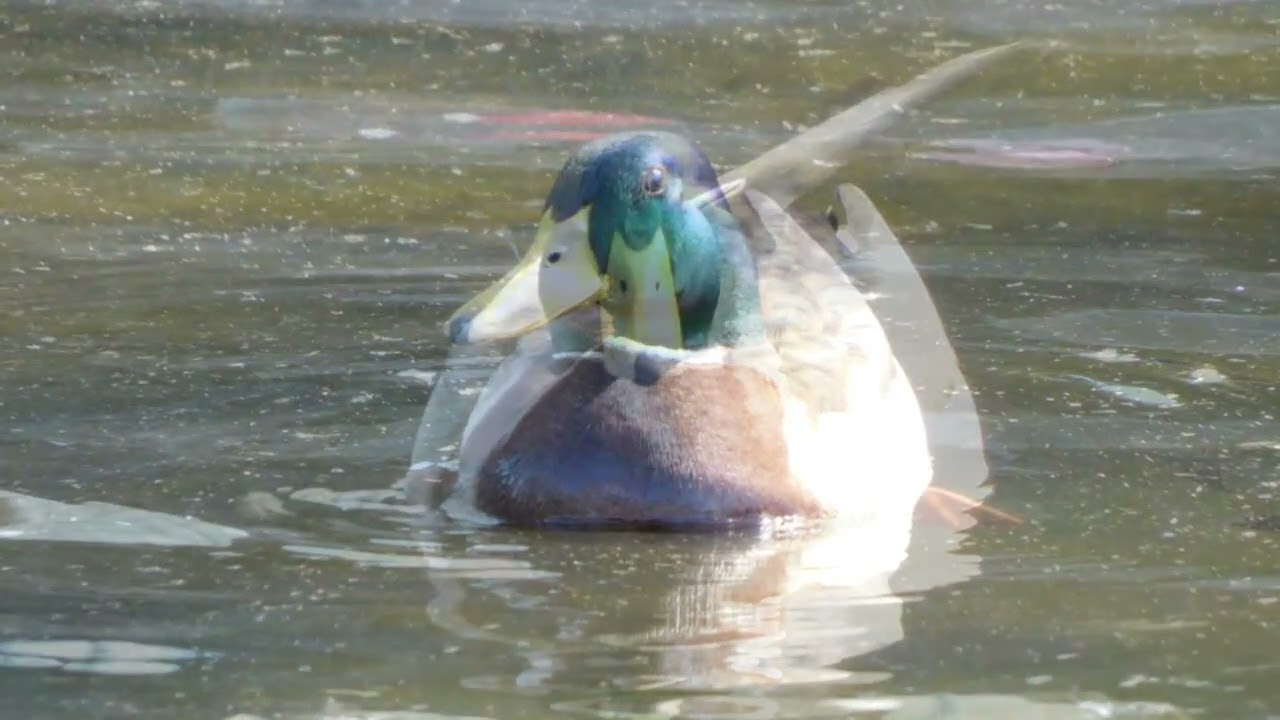 春、マガモの頭の緑が消えていく………