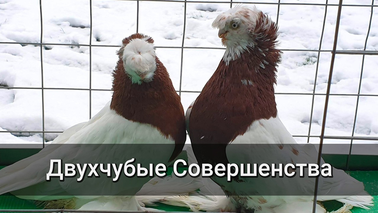 Двухчубые Капканы из Германии