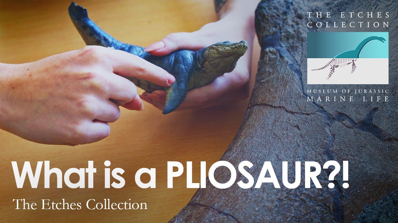 What is a PLIOSAUR? #jurassicseamonster