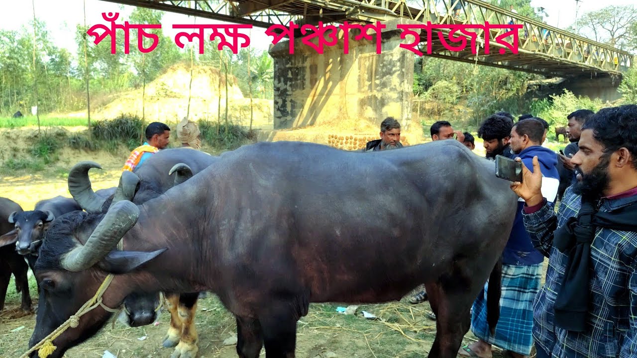 ঢাকা সাভারের ব্যবসায়ী মহিষ কিনলেন  পাঁচ লক্ষ পঞ্চাশ হাজারে || kaharol mohisher hat Dinajpur 