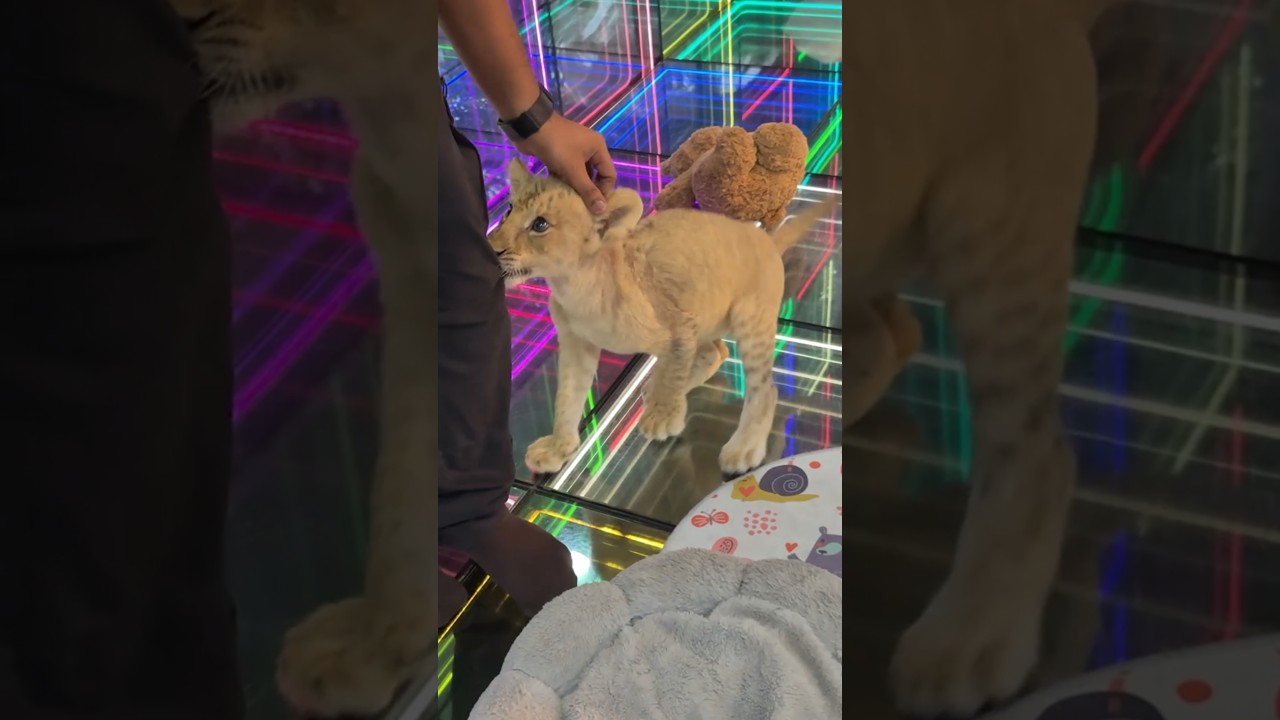 Lion Bite Me 🤯 #shorts