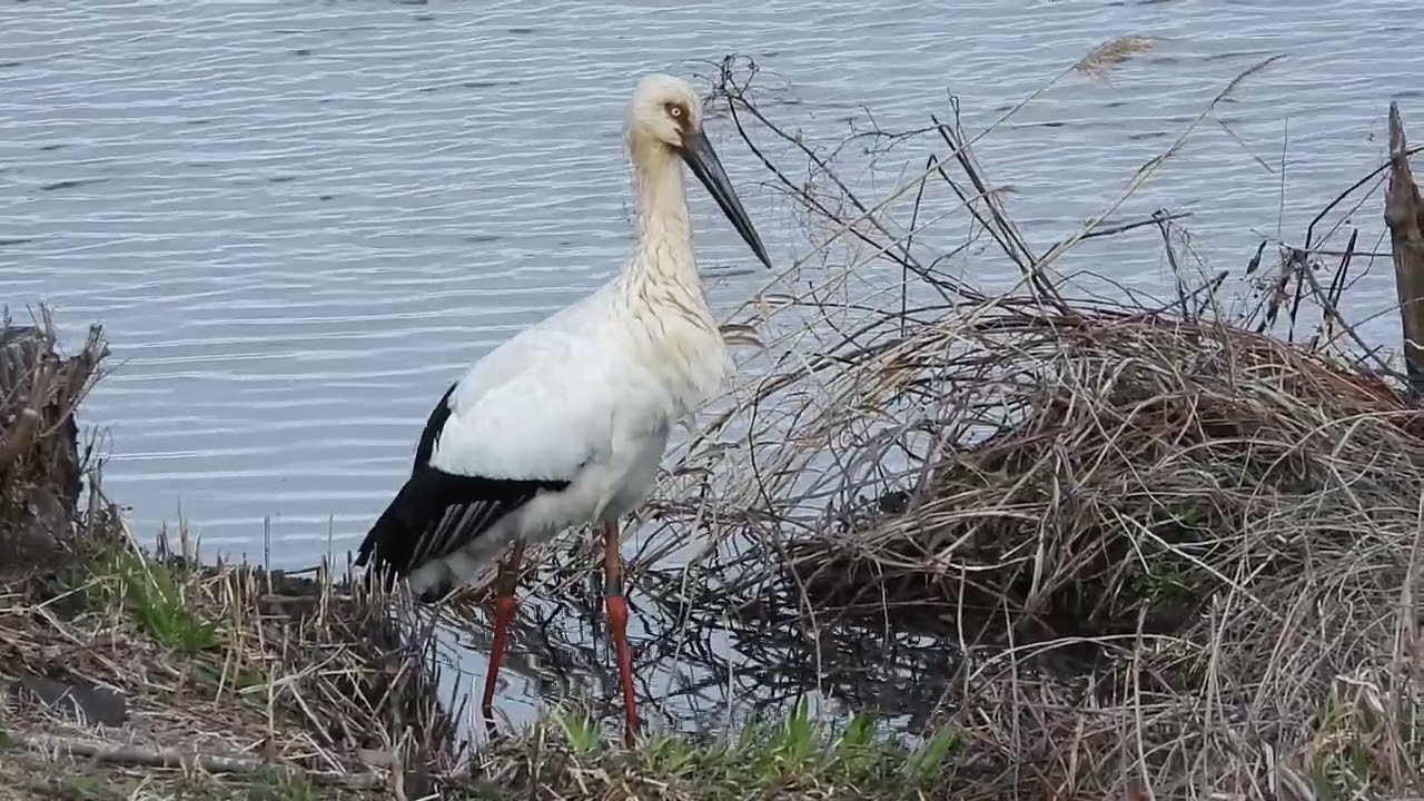 2026 0310 渡良瀬遊水地　コウノトリ