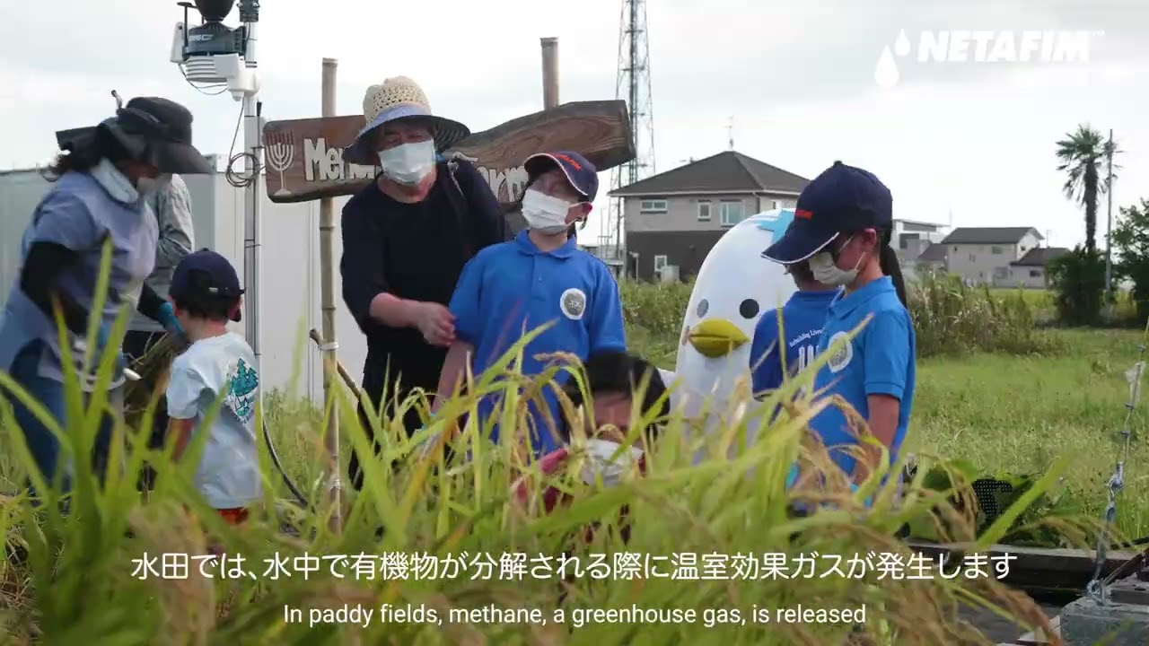 東北の亘理町で取り組んだ畑での稲作プロジェクト