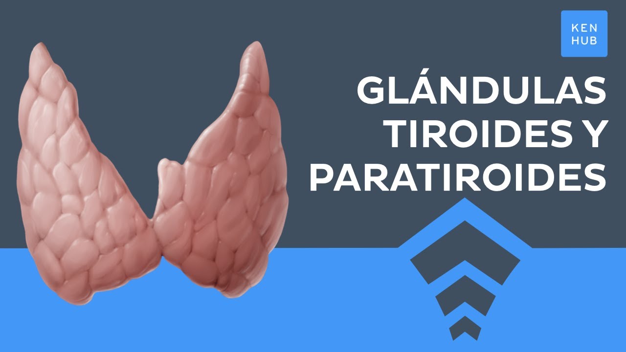 Glándulas tiroides y paratiroides: Anatomía, histología y hormonas - Anatomía Humana | Kenhub