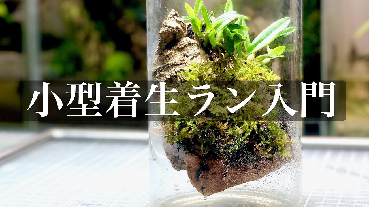 【小型着生ラン①】着生ランの基本と最小限のパルダリウム #028【パルダリウム】