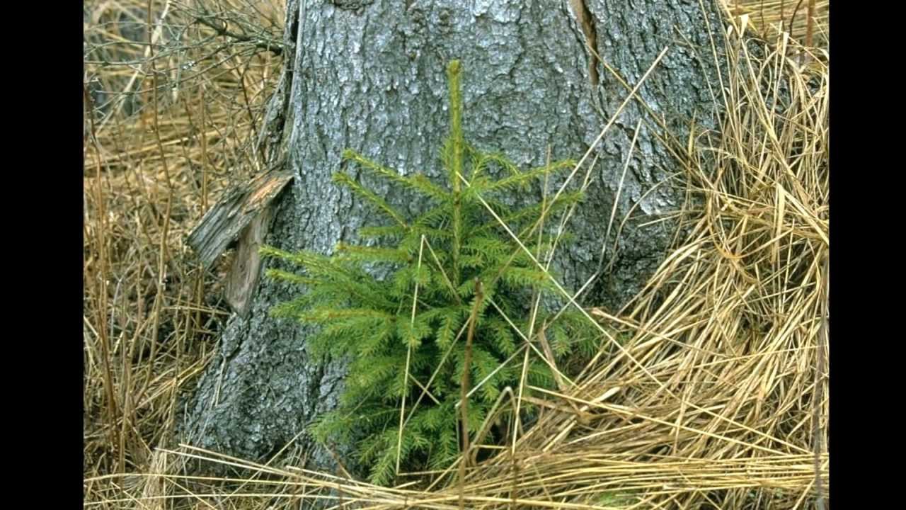 Fra frø til skog