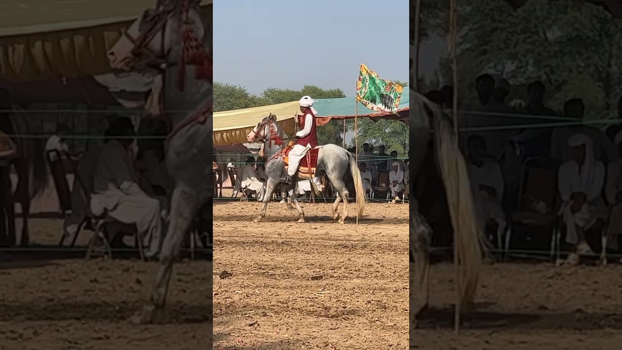 Bral Blood line #shorts #horse #pakistan #youtubeshorts