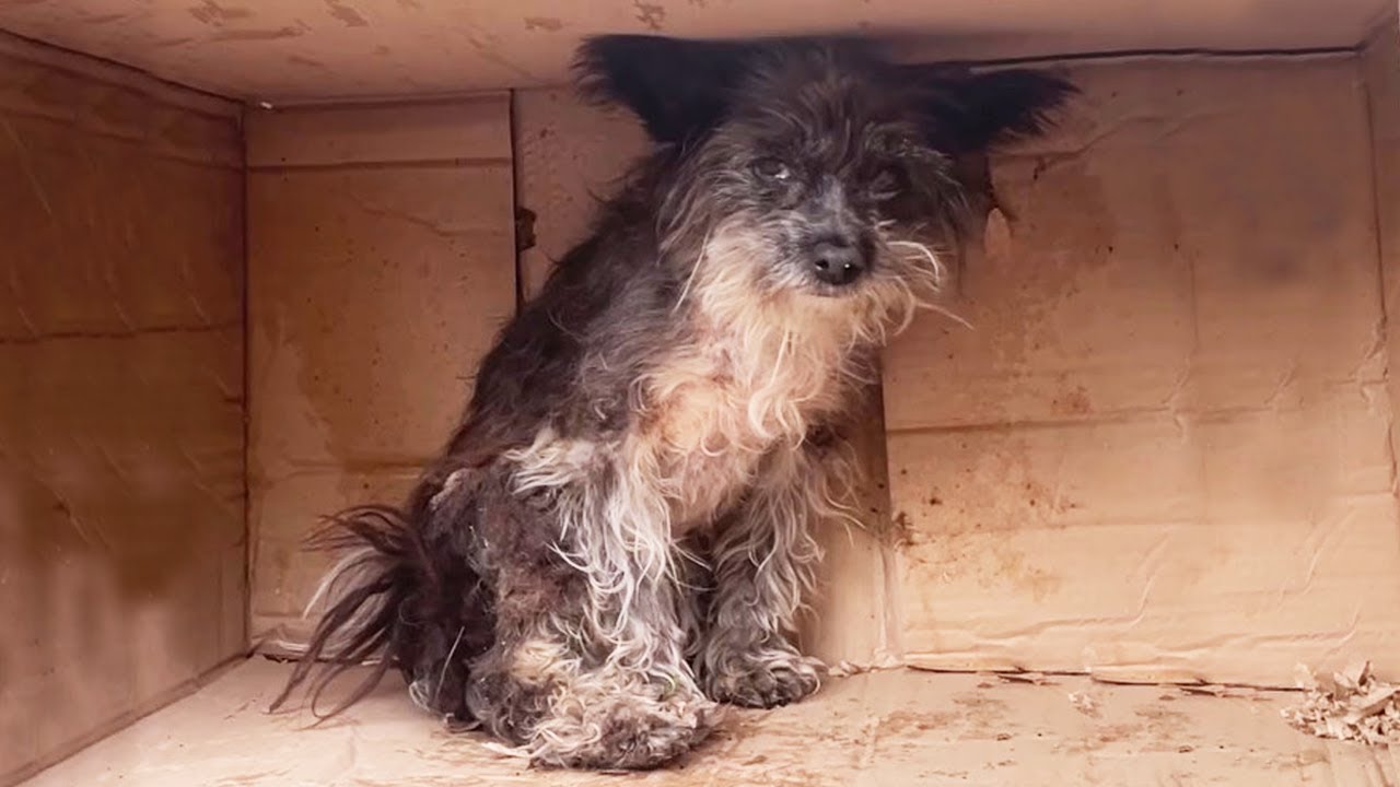 She Was Left to Die on the Street Until One Act of Kindness Changed Everything