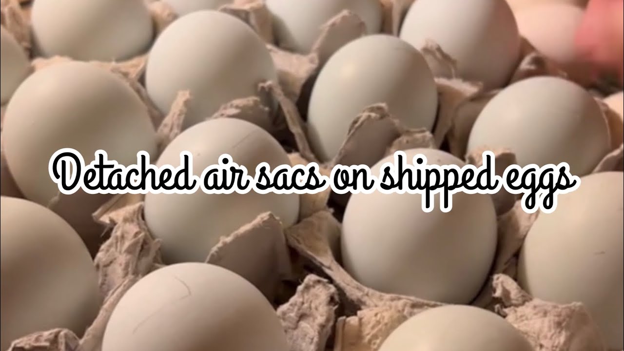 Detached air sacs from shipped eggs
