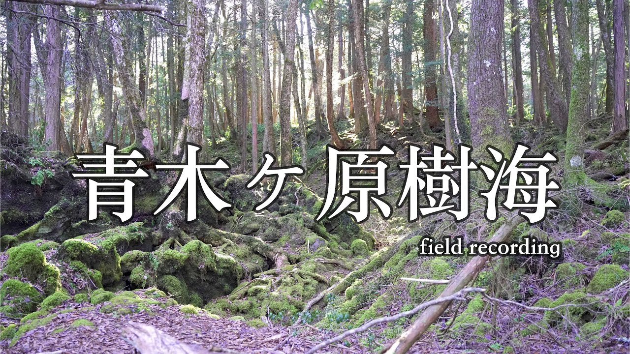 青木ヶ原樹海 (フィールドレコーディング )