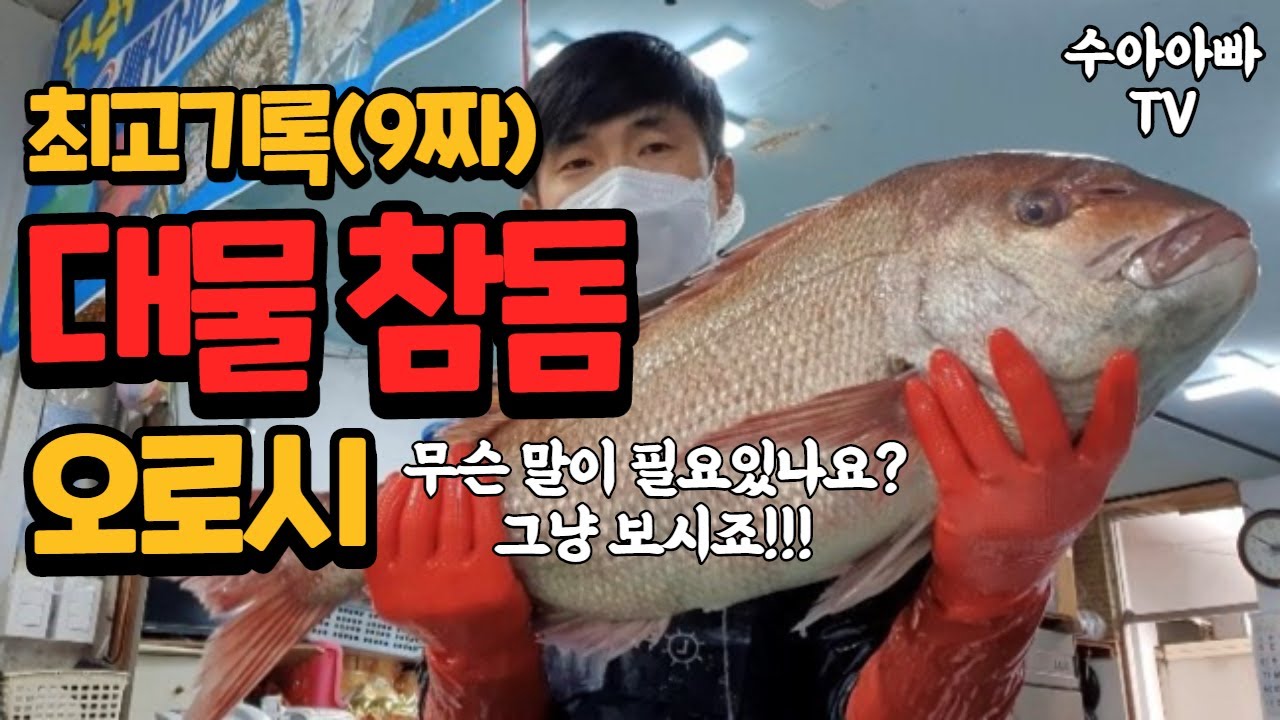 [역대급 9짜 대물 참돔 오로시] 89cm, 7.5kg 자연산 참돔 손질 및 수율체크. 정말 역대급이네요! [수아아빠TV]