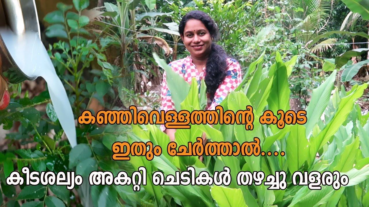 കഞ്ഞിവെള്ളം ഉഗ്രൻ വളമായും കീടനാശിനിയായും Rice Water Natural Fertilizer for Plants