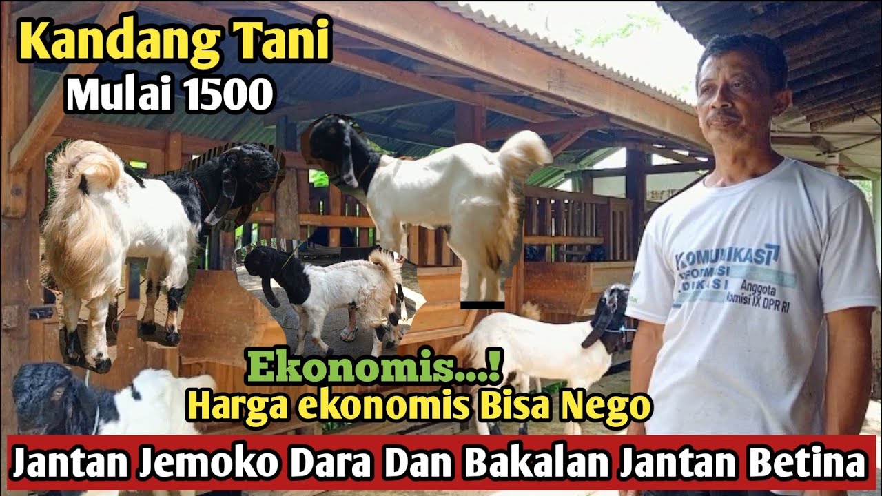 1500...!! GRATIS ONGKIR SE JAWA KAMBING PE KALIGESING Kandang Tani#hargakambing#kambingpe