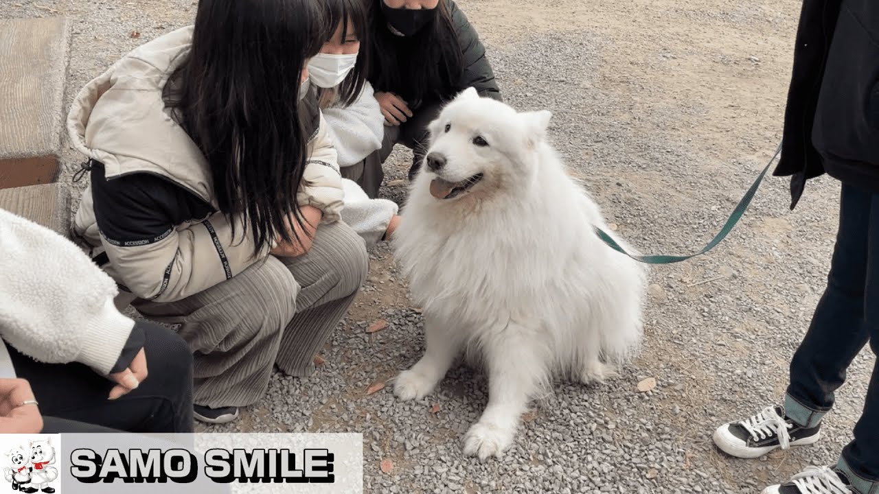 【じぃちゃんサモエド】最近の動画、もふもふ不足でした。　/　Recently, there has been little contact between Samoyed and humans.