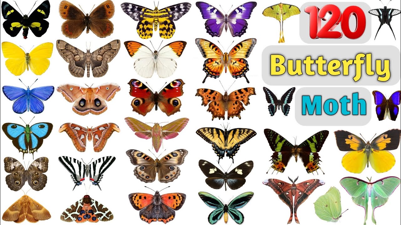 Butterfly & Moth Vocabulary ll 120 Butterflies and Moths Name In English With Pictures ll Butterfly