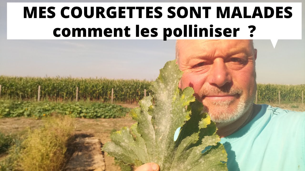 LES COURGETTES  SONT MALADE COMMENT LES SOIGNER  ?