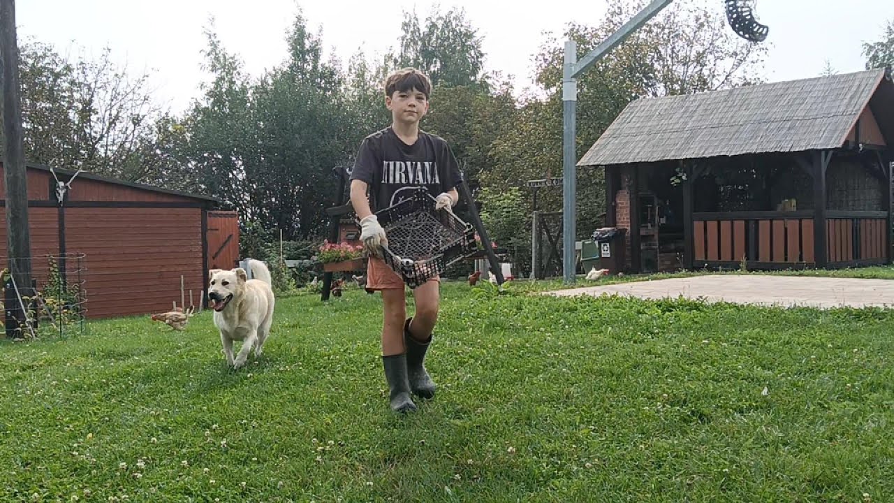 Sprzątanie kurnika, Kury na wolności - Dorcia ochroniarz :)