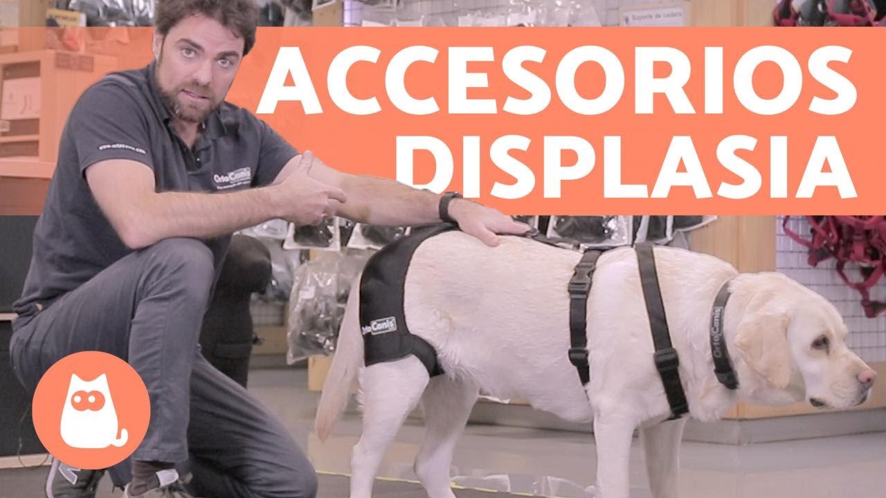 Arnés y Soporte de Cadera para PERROS con DISPLASIA de CADERA