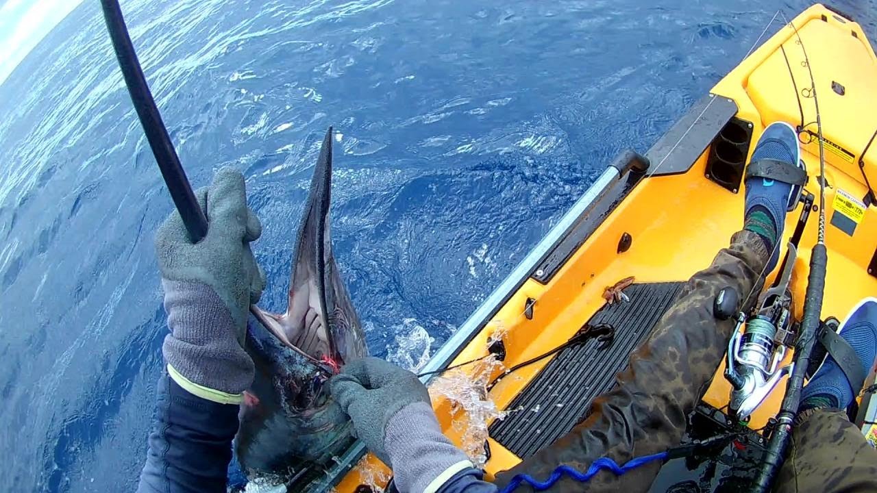 Pêche sportive en kayak relâché d'espadon 10 09 2019