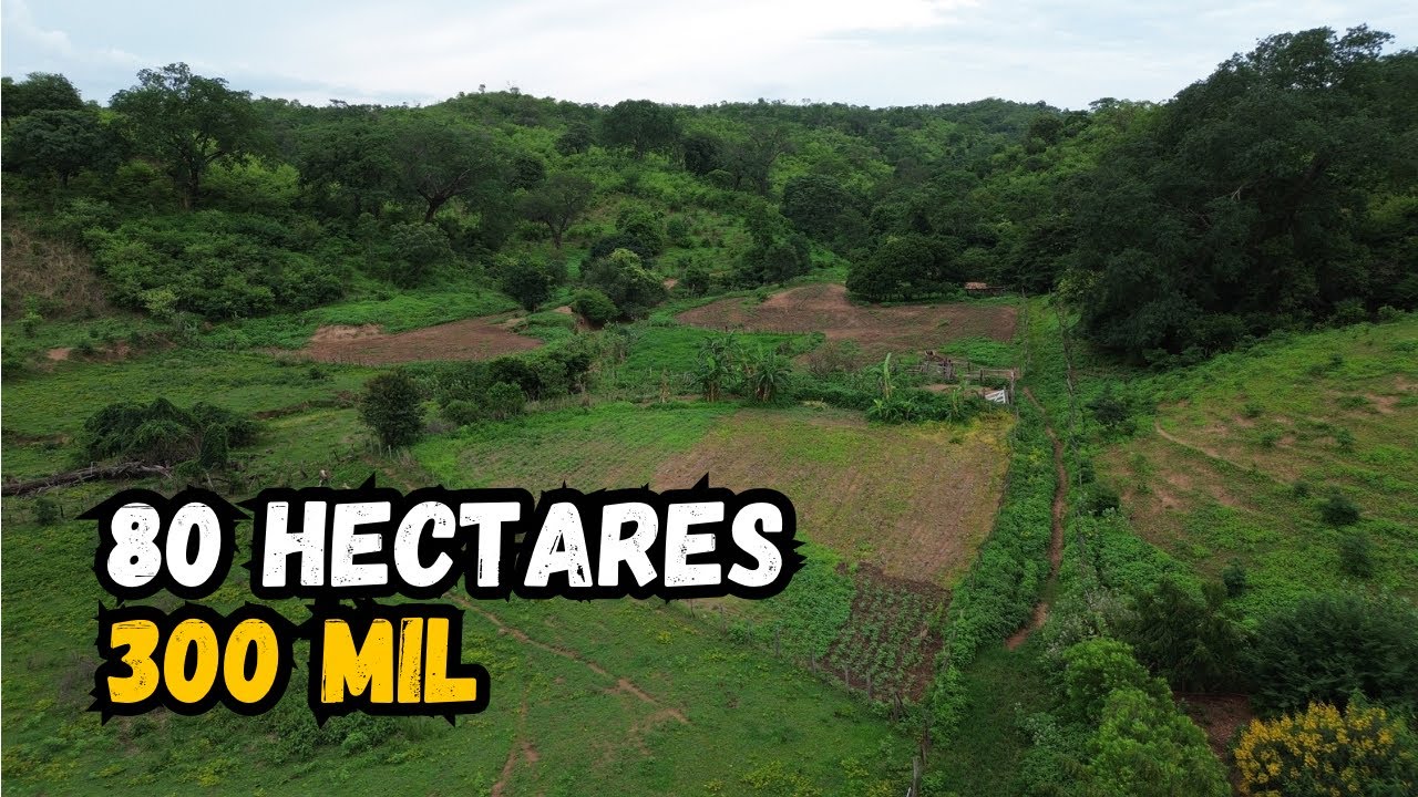 Fazenda à venda de 80 hectares no Oeste da Bahia 