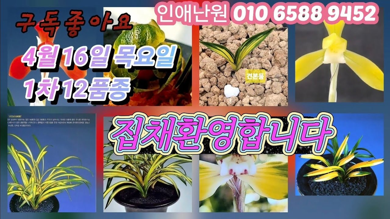 4월 16일 목/1차 사계 천하 백록 송정 신문 금관 한강 금강보 동련 홍대왕 입변호피 입변중투 12품종 판매합니다