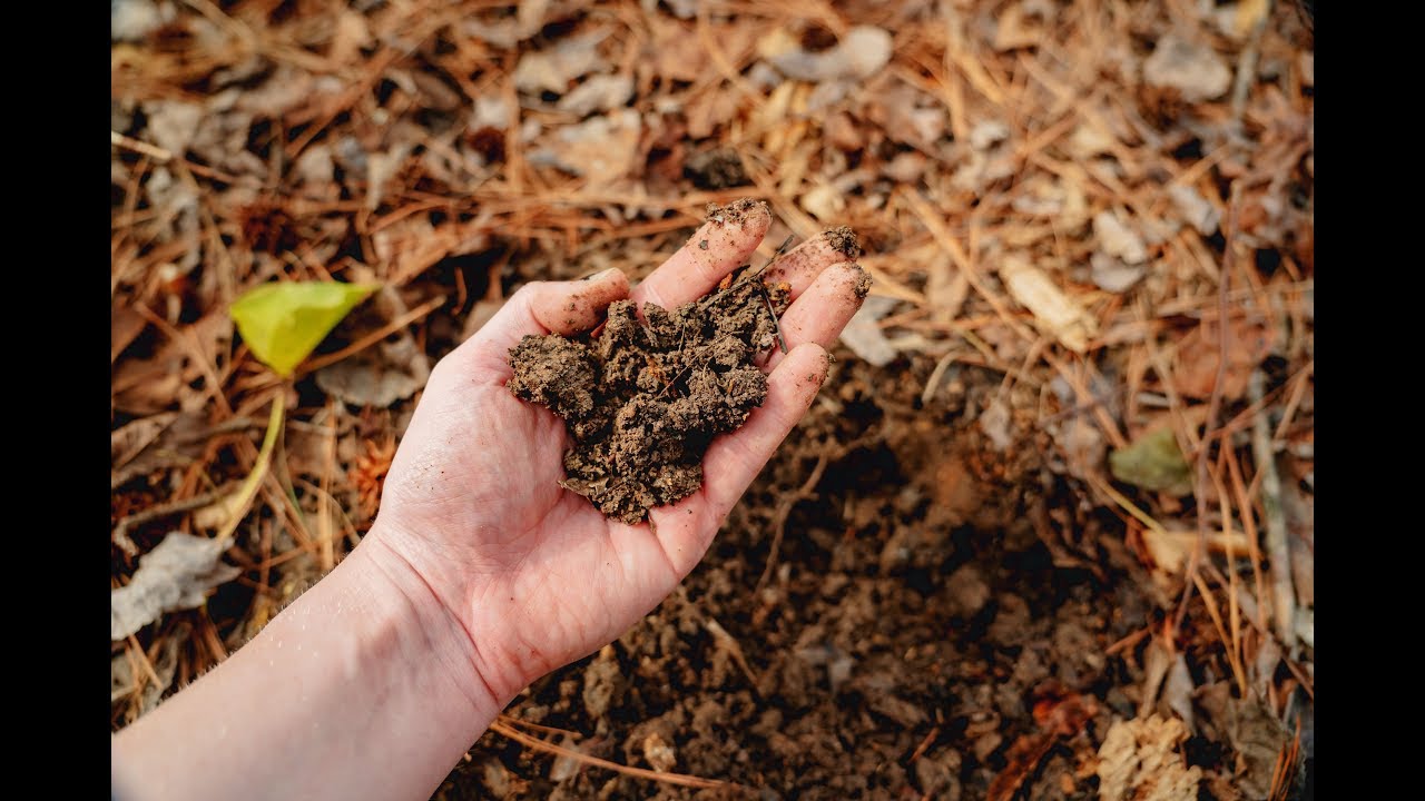Transform Your Dead Dirt into Healthy Soil