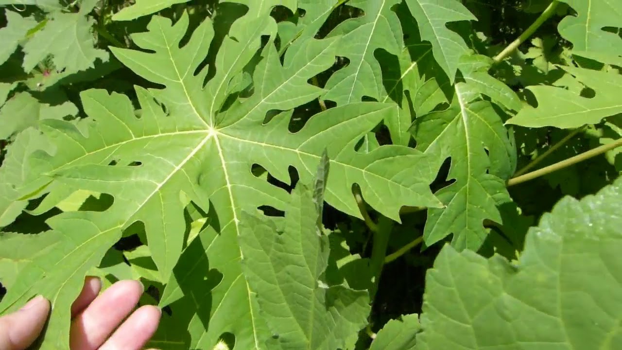 Tropical Fruits and Vegetables To Grow in Zone 8B So. Carolina