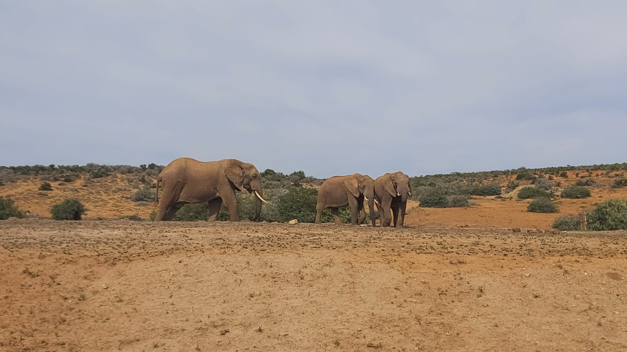 3 Elephants @ the Addo Elephant Underground Hide
