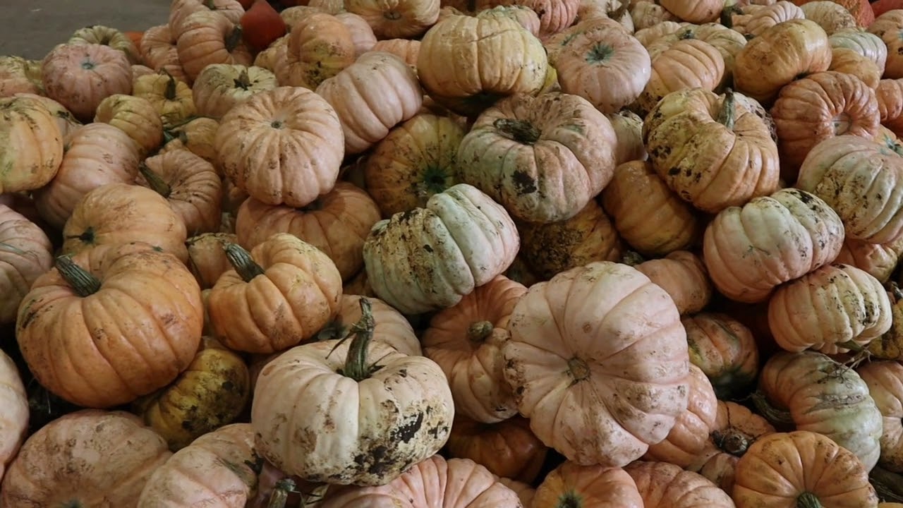 SPOOKY HALLOWEEN DAY OUT/PUMPKIN PICKING 🦇 🎃
