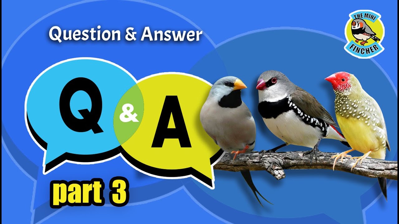 Ep.38: Q&A Part 3 - Shaft-tail finches, Diamond Firetail and Star finches