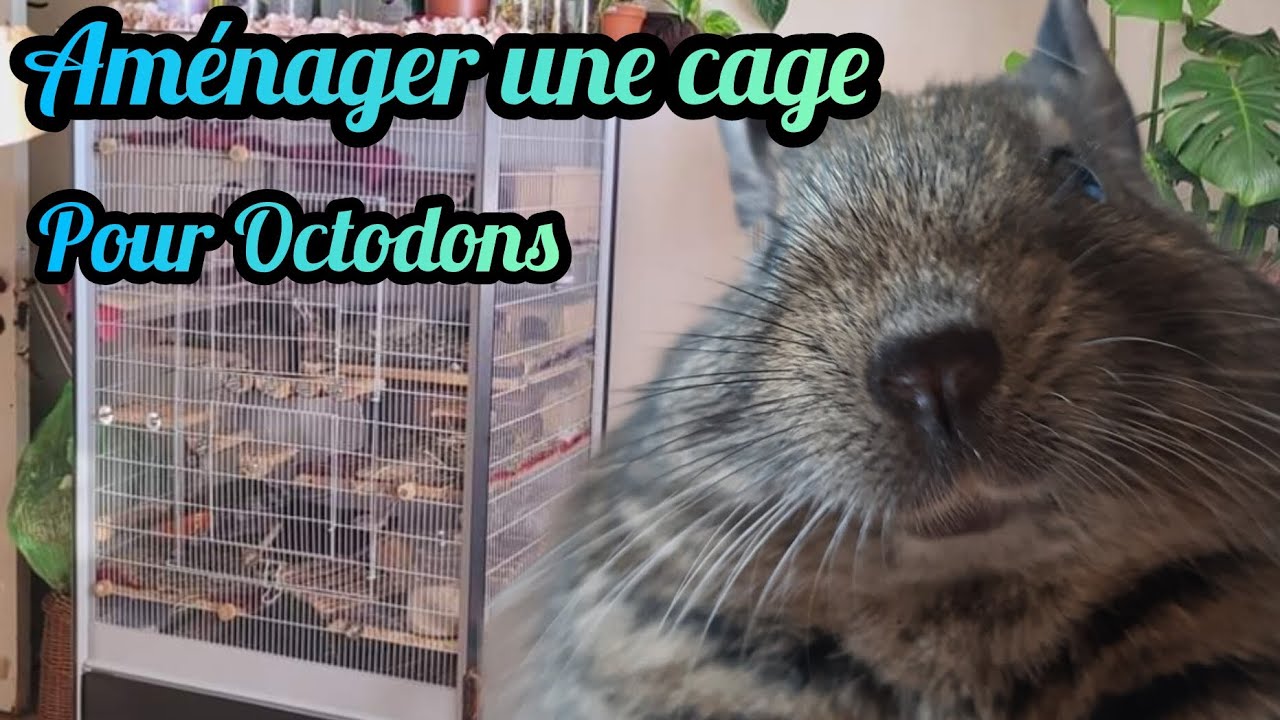 Aménager une cage pour des Octodons !