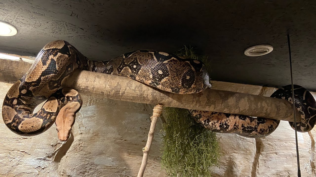Aménagement terrarium XXL pour BOA IMPERATOR/CONSTRICTOR
