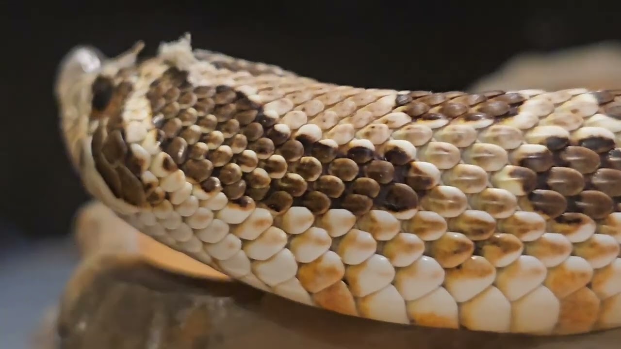 🇹🇼🇹🇼 Taiwan R.O.C 臺灣 嘉義旅遊 情人公園  曾文水庫 山豬島 高鐵南院 仁義潭水庫 嘉義大學昆蟲館 射日塔 阿婆灣 幹譙阿嬤 昭和十八 台南水火同源 等等旅遊景點彙整