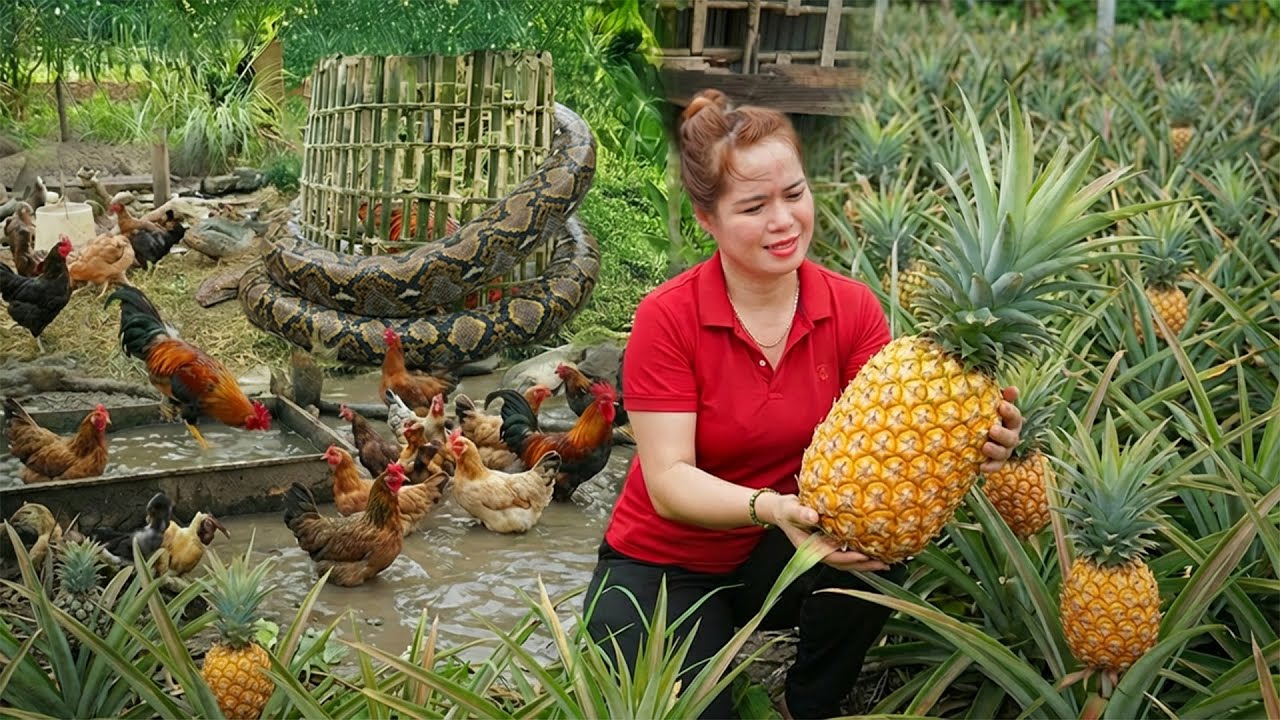 HARVEST 1000+ Pineapple - Píton Gigante Invade E Avança No Gato E Nas Galinhas | Resgate Insano