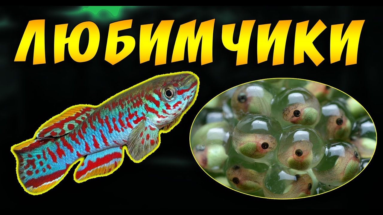 КИЛЛИ ФУНДУЛОПАНХАКС ОТ НЕРЕСТА ДО ВЗРОСЛОЙ РЫБКИ! АКВАРИУМНЫЕ ЩУЧКИ!