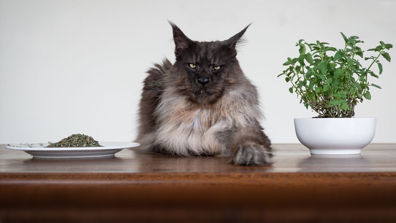 Mr. ViVo gets stoned on catnip.